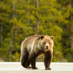 A grizzly bear stands on the highway in Grand Teton National Park.