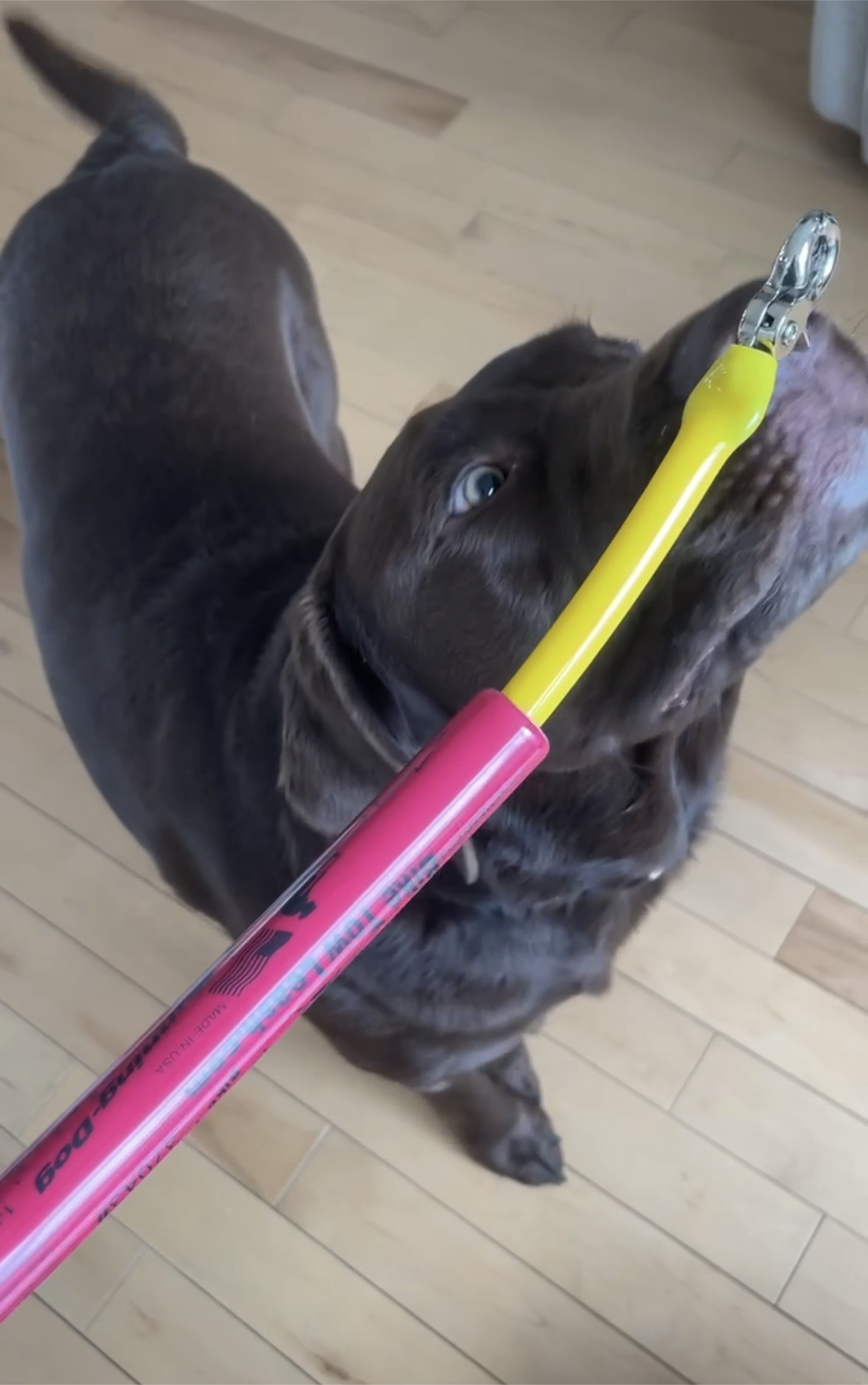 Bike tow leash makes biking with you dog easy