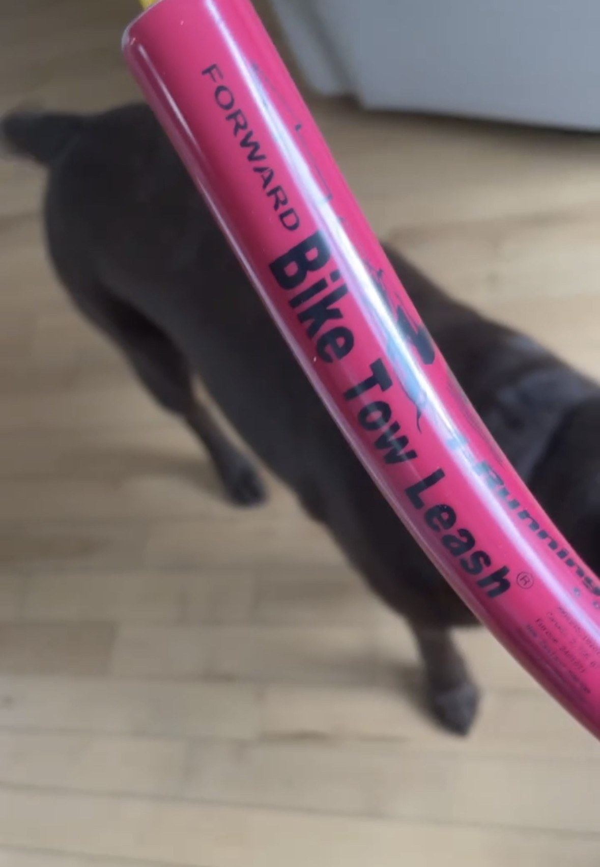 Bike tow leash for biking with your dog