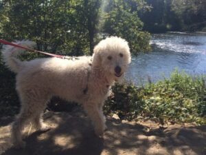 Dog enjoying a walk on the American River Parkway