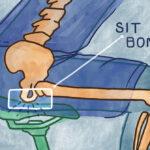 Illustration explaining sit bones in relation to a bicycle saddle.